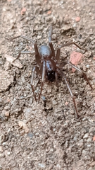 Corinninae