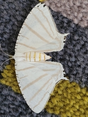 Urapteroides astheniata