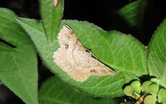 Calletaera basipuncta