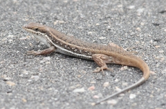 Trachylepis damarana
