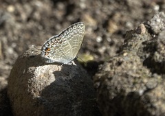 Catopyrops ancyra