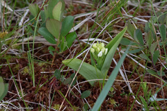 Platanthera blephariglottis