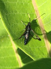 Synanthedon fatifera
