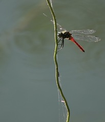 Onychothemis abnormis