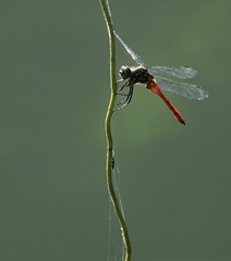 Onychothemis abnormis