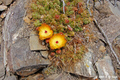 Maihueniopsis