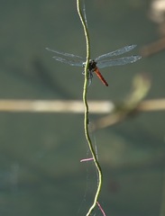 Onychothemis abnormis
