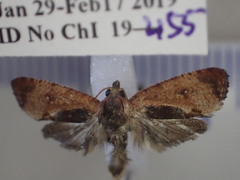 Cryptophlebia ombrodelta