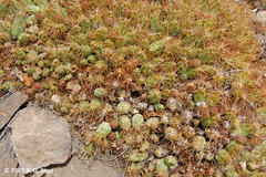 Maihueniopsis