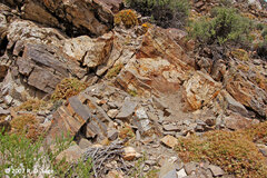 Maihueniopsis