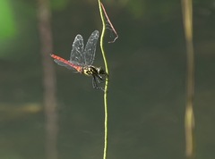 Onychothemis abnormis