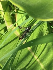 Synanthedon fatifera
