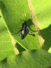 Synanthedon fatifera
