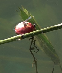 Pseudagrion pilidorsum