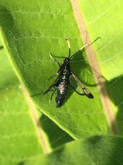 Synanthedon fatifera