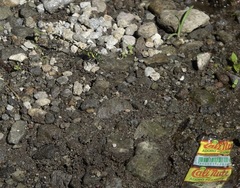 Paragomphus balneorum