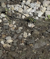 Paragomphus balneorum