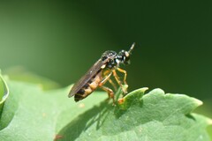 Dioctria lateralis