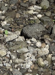 Paragomphus balneorum