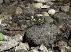 Paragomphus balneorum