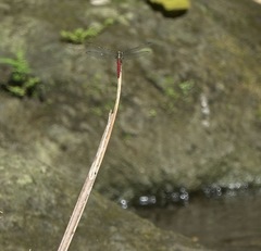 Onychothemis abnormis