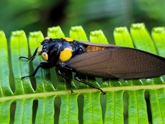Huechys fusca