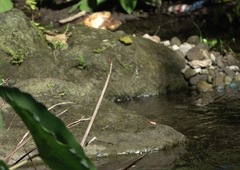 Onychothemis abnormis