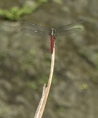 Onychothemis abnormis