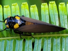 Huechys fusca