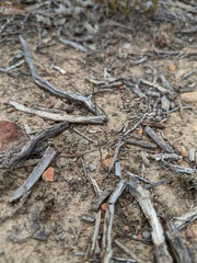 Eriochilus collinus collinus