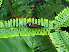 Huechys fusca