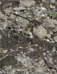 Paragomphus balneorum