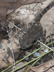 Duttaphrynus melanostictus