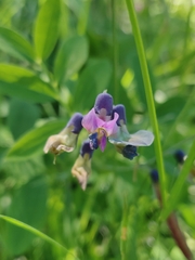 Lathyrus linifolius