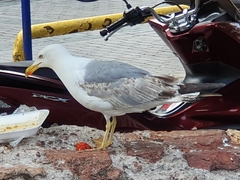 Larus michahellis