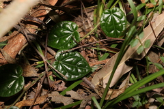 Piper hederaceum