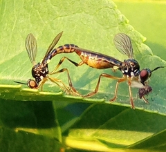 Dioctria lateralis