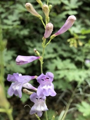 Penstemon sepalulus