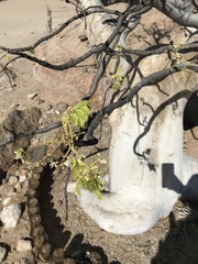 Moringa ovalifolia