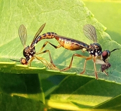 Dioctria lateralis