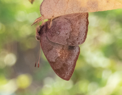 Euselasia thucydides