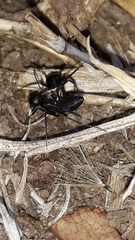 Euryopis episinoides
