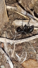 Euryopis episinoides