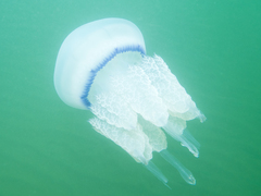 Rhizostoma pulmo