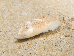 Donax semistriatus