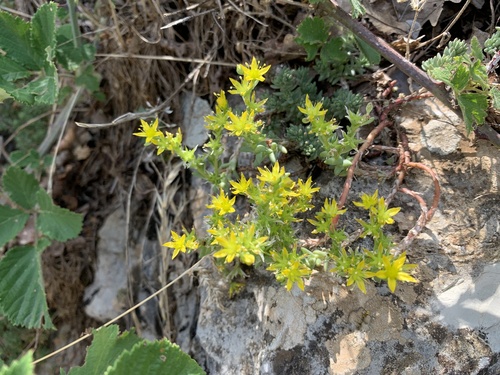 Sedum urvillei 2