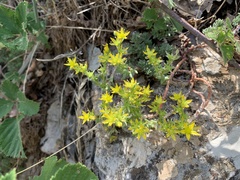 Sedum urvillei