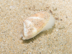 Donax semistriatus
