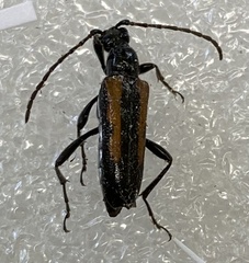 Strangalepta abbreviata