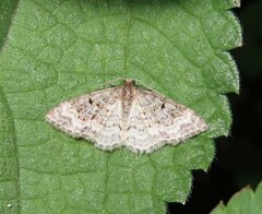 Hydrelia enisaria